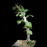 Euphorbia croizatii  Rare Madagascar Crown of Thorns Family