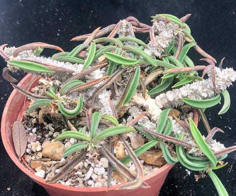 Euphorbia cylindrifolia ssp cylindrifolia 3" pots Madagascar Dwarf Succulent
