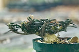 Euphorbia cylindrifolia v. tuberifera Madagascar Dwarf caudex Succulent