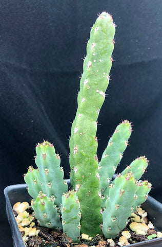Euphorbia debilispina 4" pots - Paradise Found Nursery