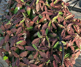 Euphorbia decaryi v. decaryi 3"