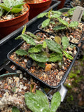 Euphorbia decaryi v. decaryi 3" - Paradise Found Nursery