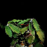 Euphorbia decaryi ssp decaryi | Madagascar Dwarf Species