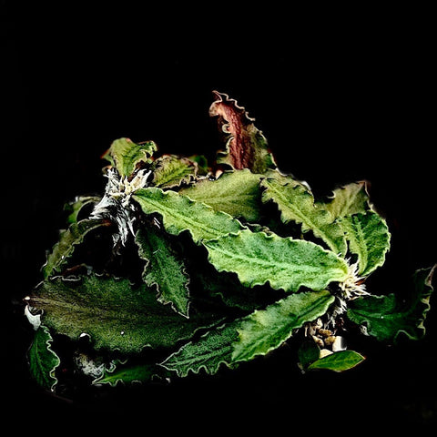 Euphorbia decaryi v. decaryi 4" pots