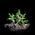 Euphorbia decaryi var robinsonii (spirosticha) Madagascar Dwarf Euphorbia