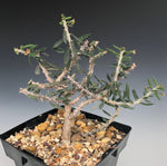 Euphorbia decaryi x cylindrifolia tuberifera 4”  Madagascar Dwarf Euphorbia Hybrid