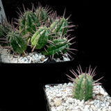 Euphorbia ferox Pincushion Medusioid Euphorbia with Purple Spines