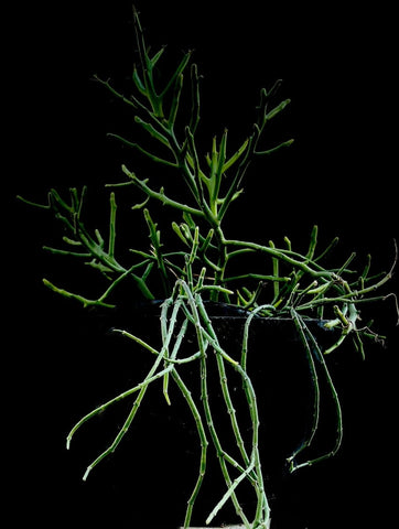 Euphorbia fiherensis 6" Coralliform Madagascar Euphorbia