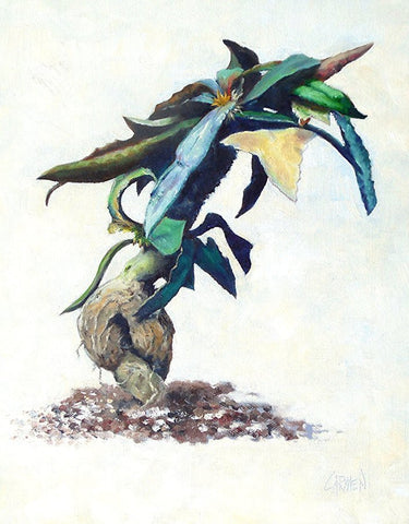 Euphorbia francoisii - Art Print