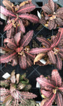 Euphorbia francoisii crassicaulis f. rubra 4” pot rare form