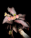Euphorbia francoisii crassicaulis f. rubra 4” pot rare form - Paradise Found Nursery