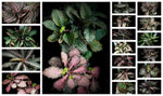 Euphorbia francoisii Dwarf Madagascar Caudex Type Pick For Me 4" pots - Paradise Found Nursery