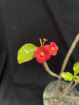 Euphorbia geroldii 6"