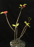 Euphorbia geroldii 4" pots