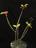 Euphorbia geroldii 4" pots