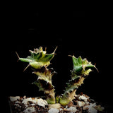 Euphorbia groenewaldii  Seed Grown