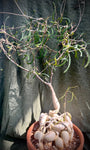 Euphorbia hedyotoides large caudex bonsai from Madagascar