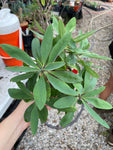Euphorbia horombense multibranched 6" - Paradise Found Nursery