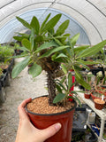Euphorbia horombense multibranched 6" - Paradise Found Nursery