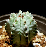 Euphorbia horrida 4”