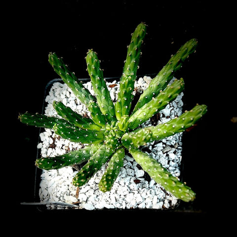 Euphorbia inermis 4" Spineless Medusa Euphorbia