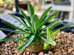 Euphorbia japonica 3" pots Pineapple Plant
