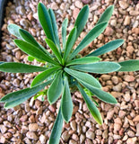 Euphorbia japonica   Pineapple Plant