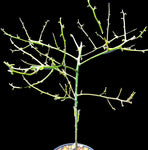 Euphorbia kamponii | Madagascar Spiny Forest Tree | Coralliform Euphorbia 
