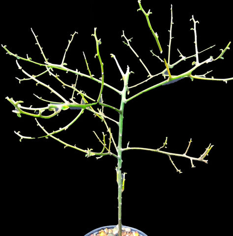 Euphorbia kamponii | Madagascar Spiny Forest Tree | Coralliform Euphorbia 