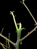 Euphorbia kamponii | Madagascar Spiny Forest Tree | Coralliform Euphorbia 