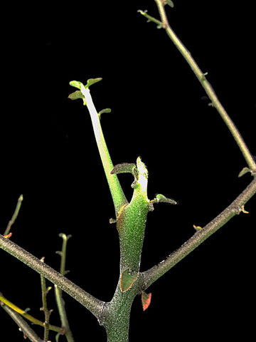 Euphorbia kamponii