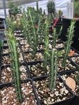 Euphorbia knuthii caudex forming succulent