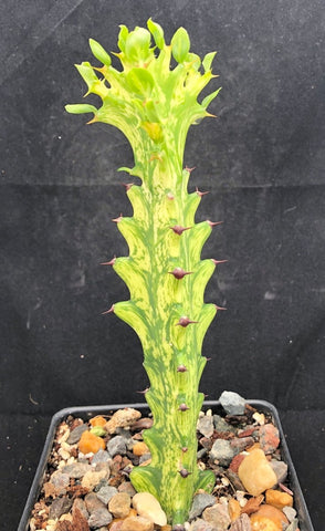 Euphorbia lacei f variegata 4”  Tall Plants