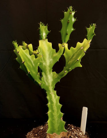 Euphorbia lactea 4" pots