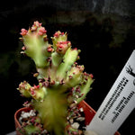 Euphorbia lactea cristata monstrose f rubra 