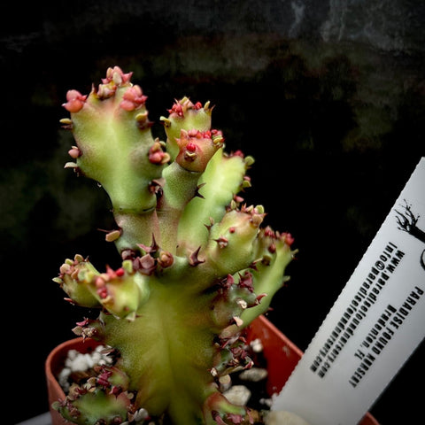 Euphorbia lactea cristata monstrose f rubra 