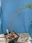 Euphorbia mahabobokensis 1 gal Large Specimens
