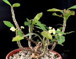 Euphorbia milii var. longifolia Rooted Cuttings 4" Pots - Paradise Found Nursery