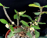Euphorbia milii var. longifolia Rooted Cuttings 4" Pots - Paradise Found Nursery