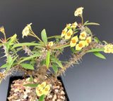 Euphorbia millii Dwarf hybrid  Yellow flowers  Madagascar Crown of Thorns Type Euphorbia