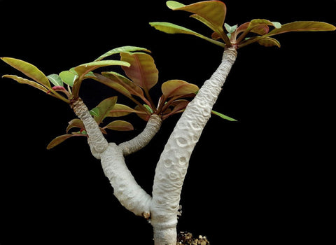 Euphorbia millotii 4” Madagascar Succulent Shrub