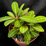 Euphorbia millotii Large - Paradise Found Nursery