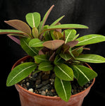 Euphorbia millotii Large - Paradise Found Nursery