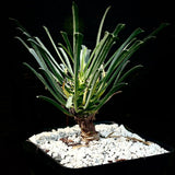 Euphorbia multifolia 4” pots Cute Branching Miniature Succulent Shrub