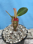 Euphorbia neohumbertii 4 inch pots Madagascar Succulent Shrub