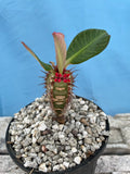 Euphorbia neohumbertii 4 inch pots Madagascar Succulent Shrub