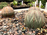 Euphorbia obesa 2” pot size Baseball Plant - Paradise Found Nursery