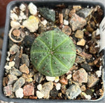 Euphorbia obesa 2” pot size Baseball Plant