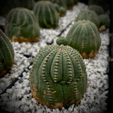 Euphorbia obesa Hybrid 4" Baseball Plant That Produces Offsets!