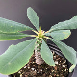Euphorbia pachypodioides 4 inch pots Seed Grown Rare - Paradise Found Nursery